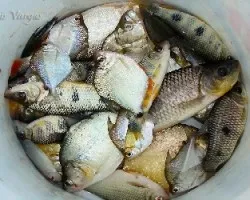 pirañad