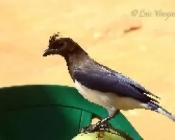 Urraca