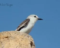 Xolmis velatus