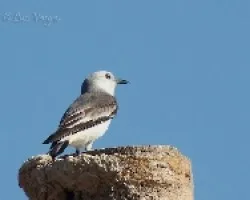 Xolmis velatus