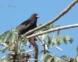 Caracolero