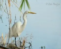 Ardea alba