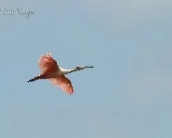 En vuelo
