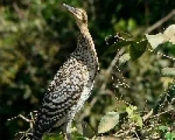 Tigrisoma lineatum