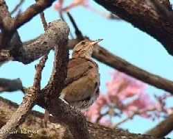 Hornero