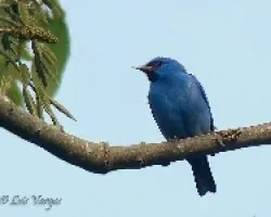 Dacnis cayana