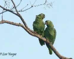 Amazona farinosa