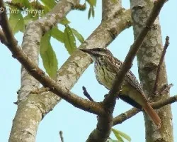 Myiodynastes luteiventris