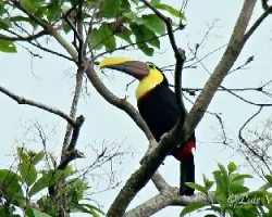 Ramphastos ambiguus