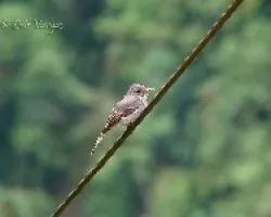 Contopus lugubris