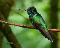 Eugenes fulgens