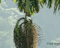 Leucopternis albicollis