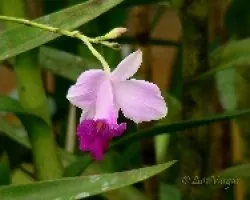flor