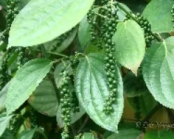 Pimentero