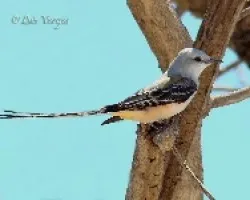 Tyrannus forficatus