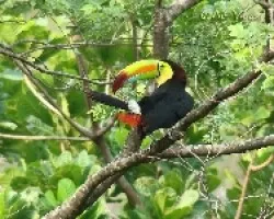 Ramphastos sulfuratus