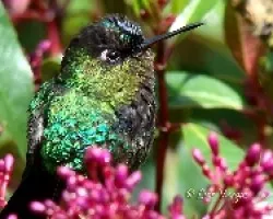 Panterpe insignis