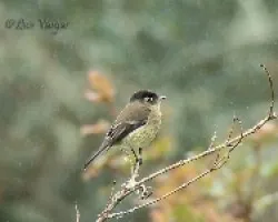 Empidonax atriceps