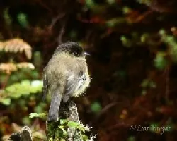 Empidonax atriceps