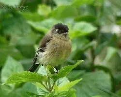 Empidonax atriceps
