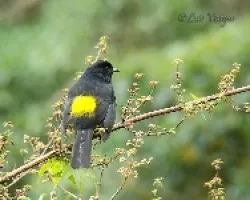 Phainoptila melanoxantha