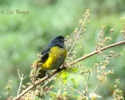 Phainoptila melanoxantha