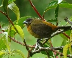 ramphocosta