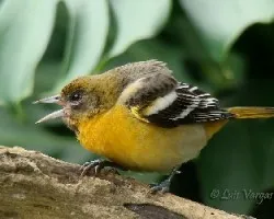 Icterus galbula