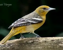 Cacique