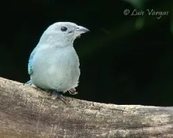superviviente