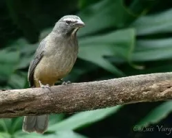 Saltator coerulescens
