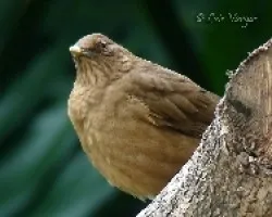 YigíÂ¼irro