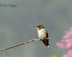 Bajo la lluvia