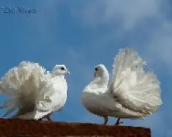 Colipavos