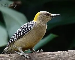 Carpintera