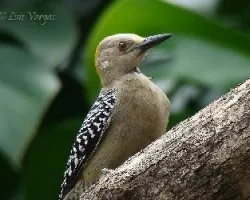 Melanerpes hoffmannii