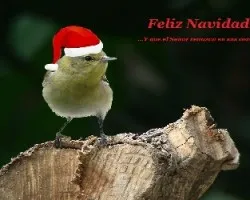 felici