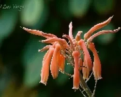 Flor aloe