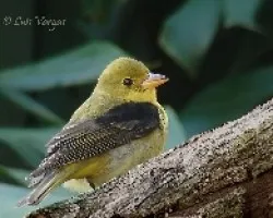 Piranga olivacea