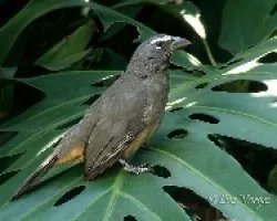 Saltator coerulescens
