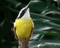 Pitangus sulphuratus