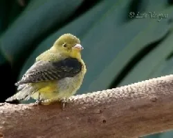 Piranga olivacea