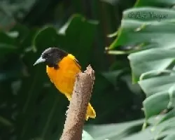 Cacique