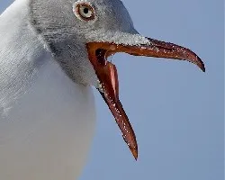 Retrato Caviota Cabecigris