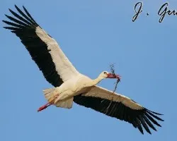 Ciguena Blanca (Ciconia ciconia)