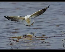 Gaviota reidora ( Larus ridibundus )