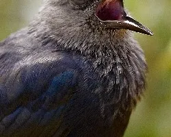Red Winged Starling