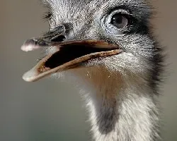 Avestruz hembra retrato