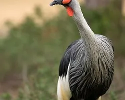 Grulla coronada cuelligris (Balearica regulorum)