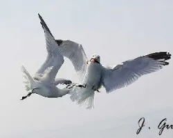 Gaviotas de Audouin ( Larus Audouinii )